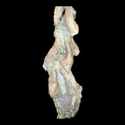 Ornithomimid Cervical Vertbrea - Gansu Province, China - Cretaceuous Age