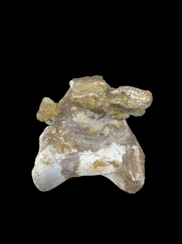 Spinosaurus aegyptiacus Vertebrae Cretaceus Kem Kem Formation Morrocoo