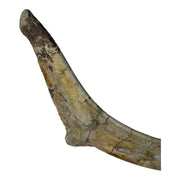 Allosaurus Fragilis Fossil Rib - Jurassic Age- Blanding, Utah, USA