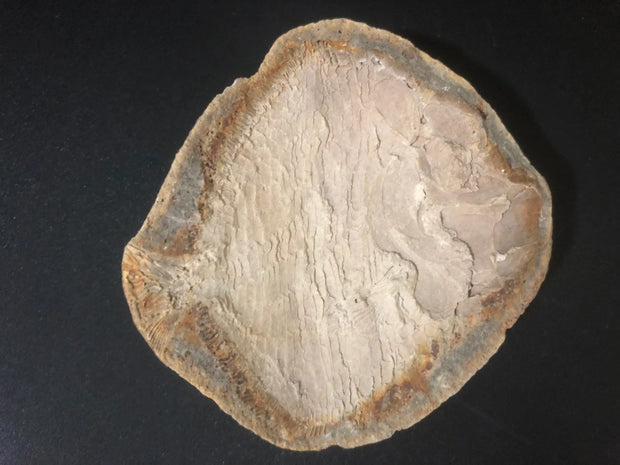Bobasatrania Fossil Fish