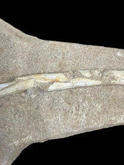 Pterosaur Fossil Bones Cretaceous Kem Kem Formation,Morocco