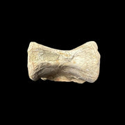 Sinornithomimus Tail Vertebra - Mongolia - Late Cretaceous