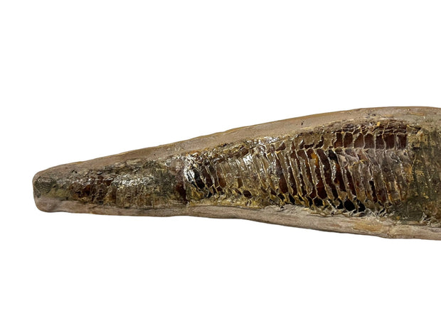 Fossil Fish Brazil