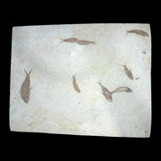 Knightia Fossil Fish Mortality Plate 7 fishes 20" x 15" Green River Formation Wyoming, USA - Eocene period