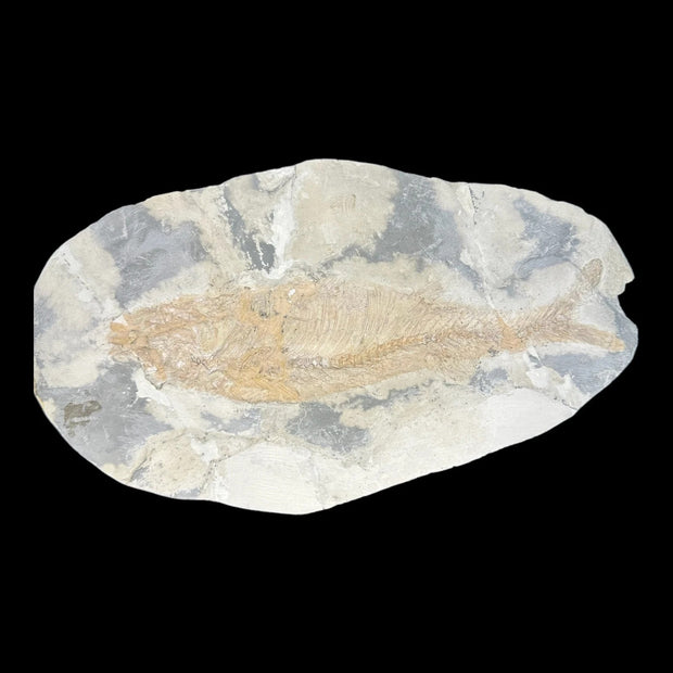 Sinamia Fossil Fish - Fuxin, China