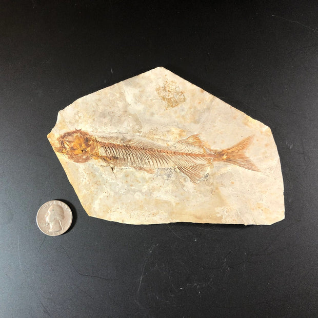 Lycoptera davidi Fossil Fish Lower Cretaceous Yixian Formation China