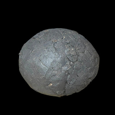 Extraordinary Titanosaur Dinosaur Egg Unhatched Patagonia Argentina Late Cretaceus Age