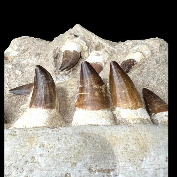 Mosasaur Jaw Specimen 18 Teeth Morocco