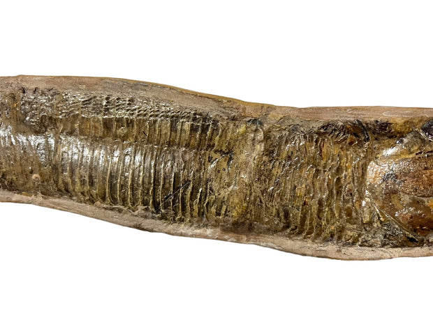 Fossil Fish Brazil