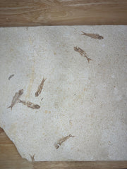 Knightia Fossil Fish Mortality Plate 7 fishes 17" x 15" Green River Formation Wyoming, USA - Eocene period