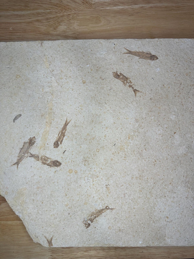 Knightia Fossil Fish Mortality Plate 7 fishes 17" x 15" Green River Formation Wyoming, USA - Eocene period
