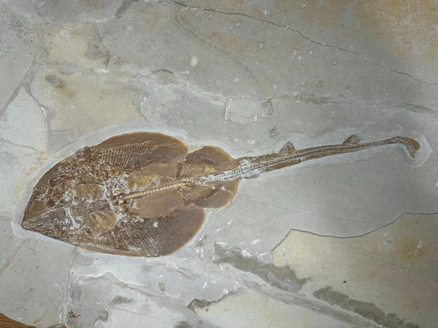 Spectacular Guitar Ray (Rhinobatos) Fossil with 2 Goedelli Fish- Hgula, Byblos, Lebanon - Upper Cretaceous