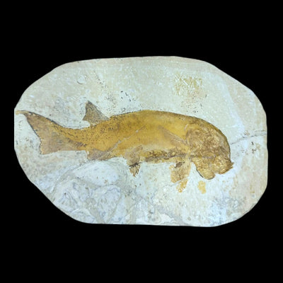 Rare Peipiaosteus Fossil Fish – Jurassic Period, Peipiao, Liaoning, China