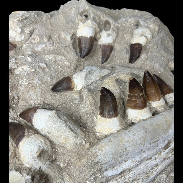 Mosasaur Jaw Specimen 18 Teeth Morocco