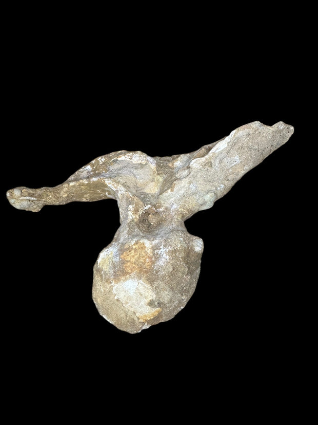 Spinosaurus aegyptiacus Vertebrae Cretaceus Kem Kem Formation Morrocoo