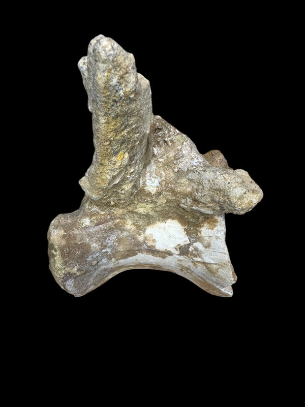 Spinosaurus aegyptiacus Vertebrae Cretaceus Kem Kem Formation Morrocoo