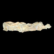 Ornithomimid Cervical Vertbrea - Gansu Province, China - Cretaceuous Age