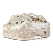 Mosasaur Jaw Specimen 18 Teeth Morocco