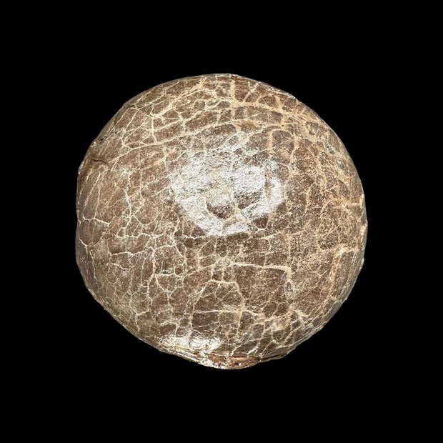 Hadrosaur Dinosaur Fossilized Egg 6" 90% Eggshell Real Fossil