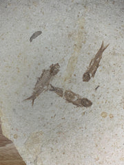 Knightia Fossil Fish Mortality Plate 7 fishes 17" x 15" Green River Formation Wyoming, USA - Eocene period