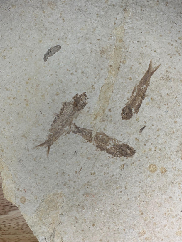 Knightia Fossil Fish Mortality Plate 7 fishes 17" x 15" Green River Formation Wyoming, USA - Eocene period