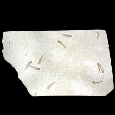 Knightia Fossil Fish Mortality Plate 7 fishes 17" x 15" Green River Formation Wyoming, USA - Eocene period