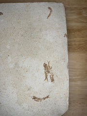 Knightia Fossil Fish Mortality Plate 7 fishes 17" x 15" Green River Formation Wyoming, USA - Eocene period