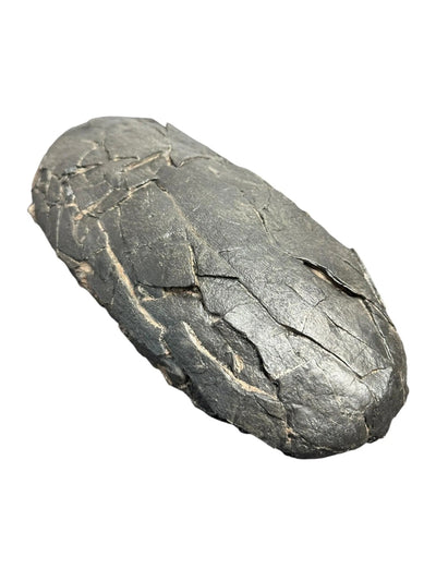 Tarbosaurus Fossil Egg - Nemegt Formation, Mongolia - Late Cretaceous