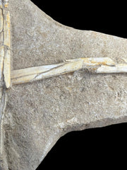 Pterosaur Fossil Bones Cretaceous Kem Kem Formation,Morocco