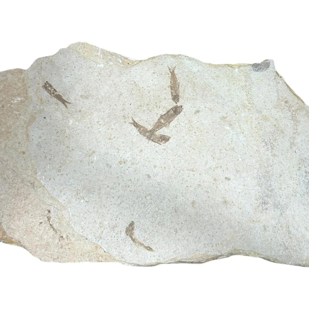 Knightia Fossil Fish Mortality Plate 7 fishes 17" x 10" Green River Formation Wyoming, USA - Eocene period