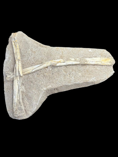 Pterosaur Fossil Bones Cretaceous Kem Kem Formation,Morocco