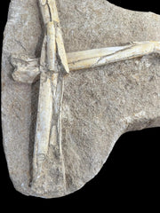 Pterosaur Fossil Bones Cretaceous Kem Kem Formation,Morocco