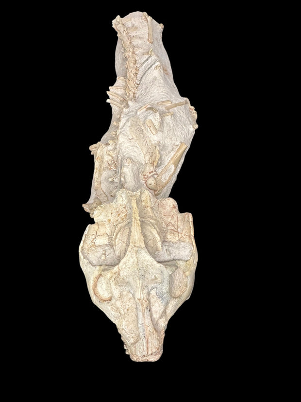 Exceptional Oreodont (Leptauchenia) Fossil, Oligocene Specimen