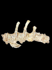 Ornithomimidae Tail Fossil Gansu Province China Therapod Fossil