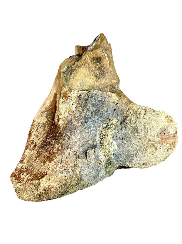 Tyrannosarus Rex Fosssil Bone Upper Tibia - Lance Creek Formation, Newcastle, WY, USA - Cretaceous Age