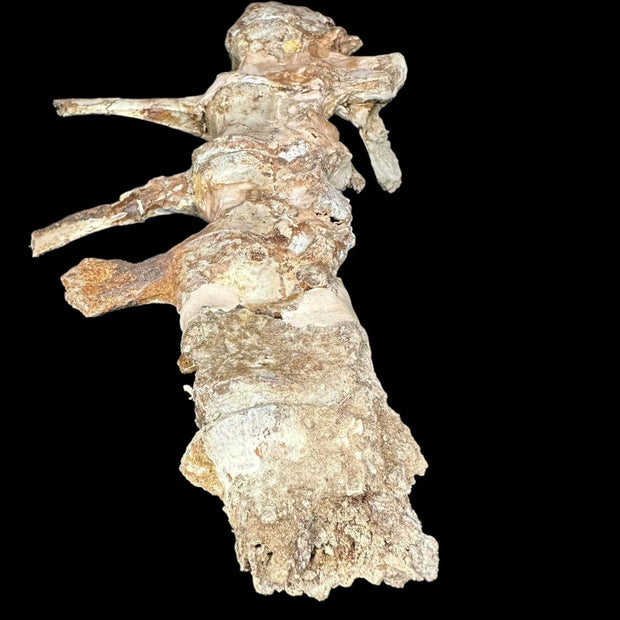 Ornithomimidae Tail Fossil Gansu Province China Therapod Fossil