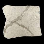 Keichousaurus Hui Fossil - Triassic Era - China