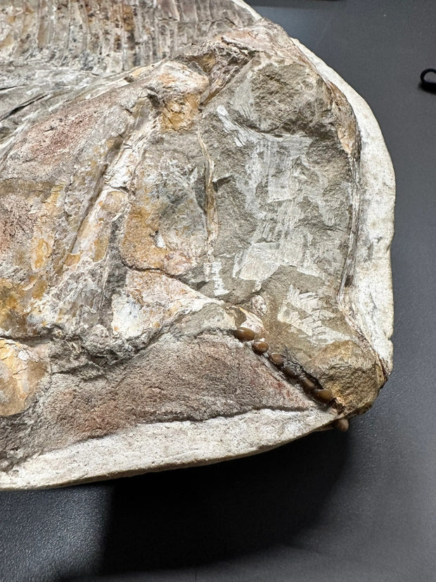 Neoproscinetes penalvai Fossil Fish - Brazil - Lower Creatceuos