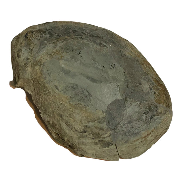 Armored Fish Fossil Bothriolepis canadensis Placoderm Devonian Canada