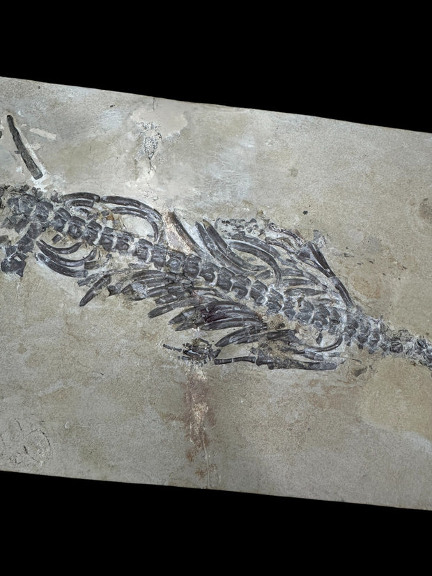 Mesosaurus Lizard Fossil--Exquisite Early Permian Specimen