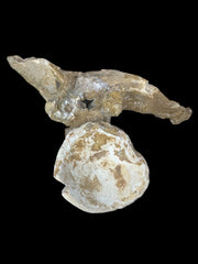 Spinosaurus aegyptiacus Vertebrae Cretaceus Kem Kem Formation Morrocoo