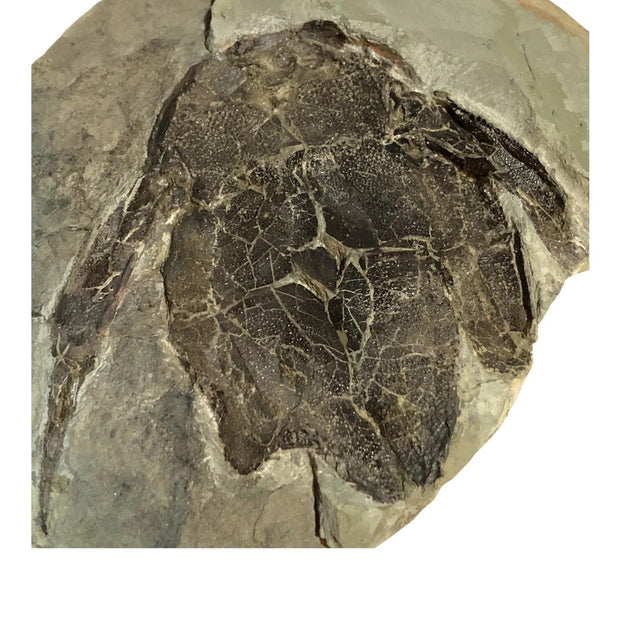 Armored Fish Fossil Bothriolepis canadensis Placoderm Devonian Canada