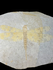 Sinamia Fossil Fish - Fuxin, China