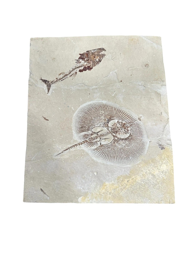 Cyclobatis Stingray Fossil and Centrophoroides latidens Shark Fossil Fish Mortality Plate - Mt. Lebanon, Lebanon - Lower Cretaceuous Age