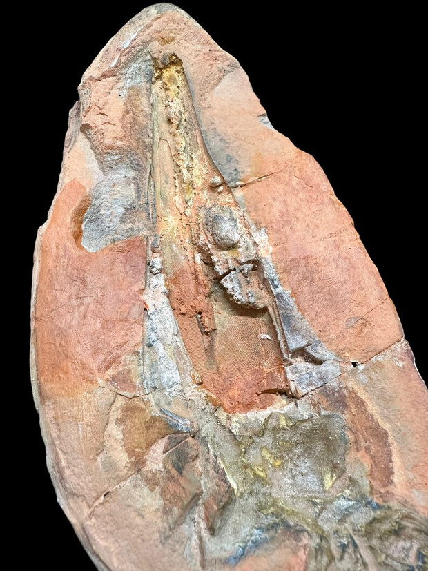 Fossil Eel Lower Triassic Madagascar 12 in