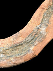 Fossil Eel Lower Triassic Madagascar 12 in