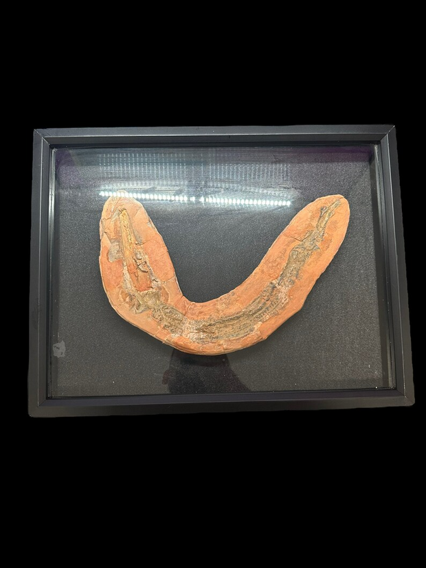 Fossil Eel Lower Triassic Madagascar 12 in