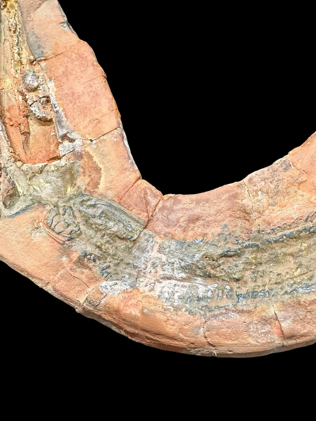 Fossil Eel Lower Triassic Madagascar 12 in