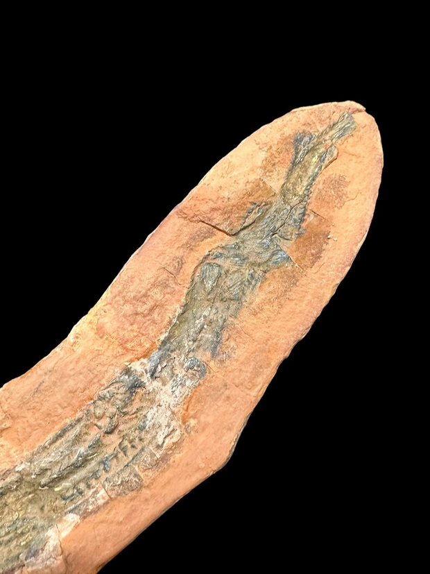 Fossil Eel Lower Triassic Madagascar 12 in