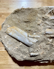 Mosasaur Jaw Specimen 12 Teeth Morocco